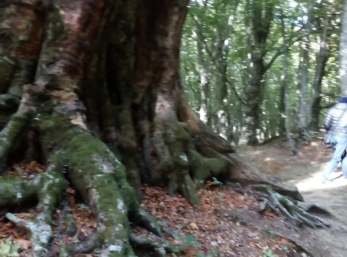 Bed & Breakfast Al Castagno